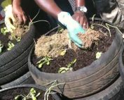jda.org.za-JDA builds green rooftop gardens