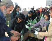 jda.org.za-Rooftop garden plants seeds of success