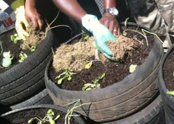 jda.org.za-JDA builds green rooftop gardens