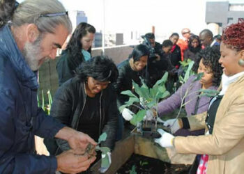 jda.org.za-Rooftop garden plants seeds of success